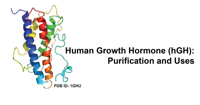Human Growth Hormone (hGH)- Purification and Uses