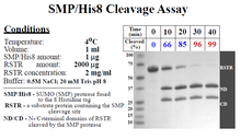 Load image into Gallery viewer, SUMO Protease
