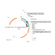 Load image into Gallery viewer, plasmid 32 option 1
