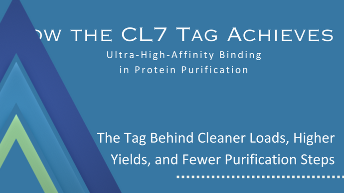How the CL7 Tag Achieves Ultra-High-Affinity Binding in Protein Purification