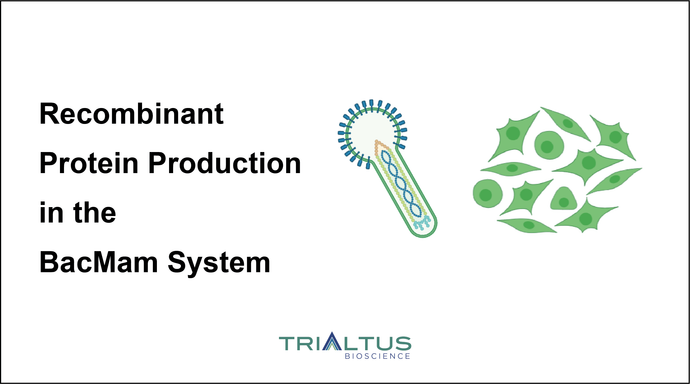 Recombinant protein production in the BacMam system