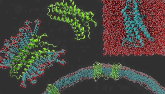 Purifying Membrane Proteins
