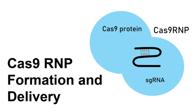 Ribonucleoprotein (RNP) complex delivery for CRISPR/Cas