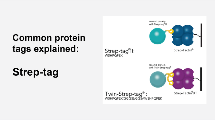 Common protein tags explained- Strep