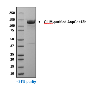 AapCas12b Protein