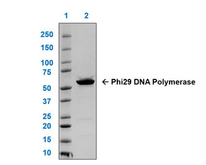 Phi29 DNA Polymerase