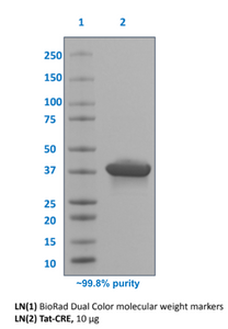 TAT-CRE Recombinase