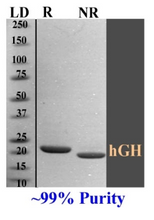 Load image into Gallery viewer, hgh purity gel
