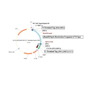 plasmid 10