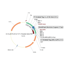 Load image into Gallery viewer, plasmid 31 option 1
