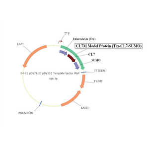 Plasmid #04