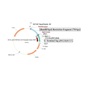 plasmid 9